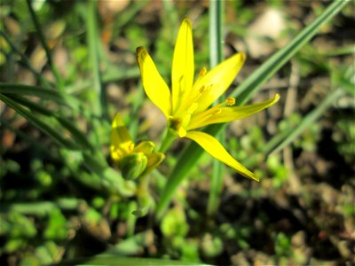 Acker-Gelbstern (Gagea villosa) im Landschaftsschutzgebiet „Oftersheimer Dünen“ - gegenwärtig hundertfach präsent photo