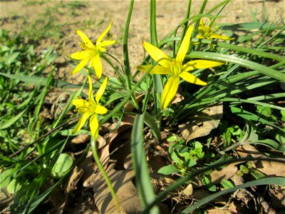 Acker-Gelbstern (Gagea villosa) im Landschaftsschutzgebiet „Oftersheimer Dünen“ - gegenwärtig hundertfach präsent photo