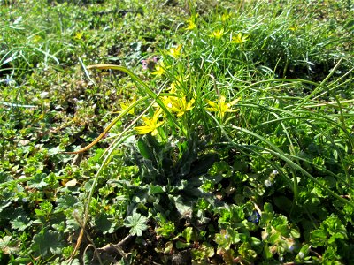 Acker-Gelbstern (Gagea villosa) im Landschaftsschutzgebiet „Oftersheimer Dünen“ - bildet kleine Grüppchen