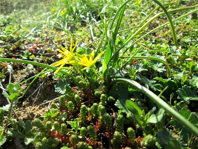 Acker-Gelbstern (Gagea villosa) im Landschaftsschutzgebiet „Oftersheimer Dünen“ - bildet kleine Grüppchen