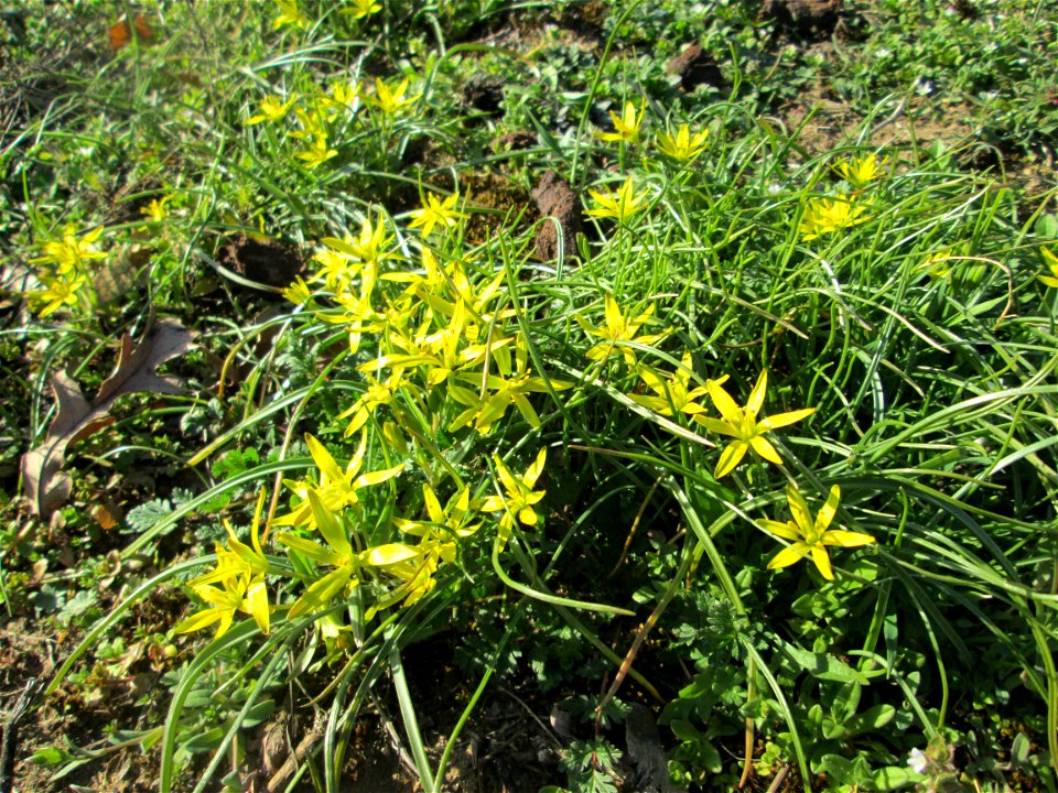 Acker-Gelbstern (Gagea villosa) im Landschaftsschutzgebiet „Oftersheimer Dünen“ - bildet kleine Grüppchen