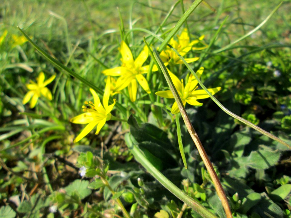 Acker-Gelbstern (Gagea villosa) im Landschaftsschutzgebiet „Oftersheimer Dünen“ - bildet kleine Grüppchen