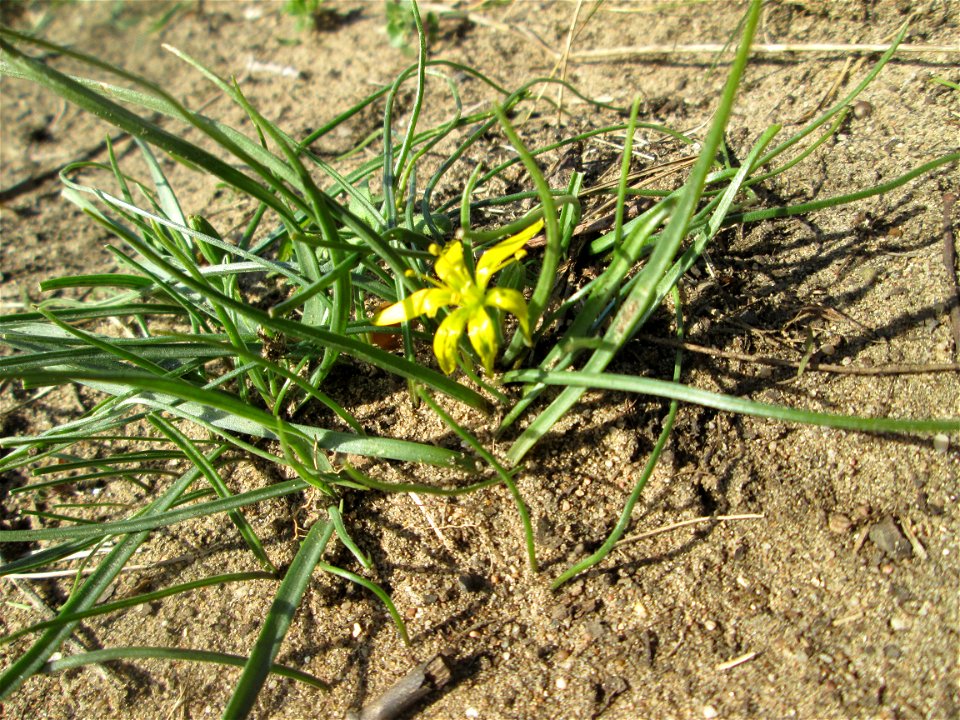 Acker-Gelbstern (Gagea villosa) am Dreieichenbuckel im Naturschutzgebiet „Oftersheimer Dünen“