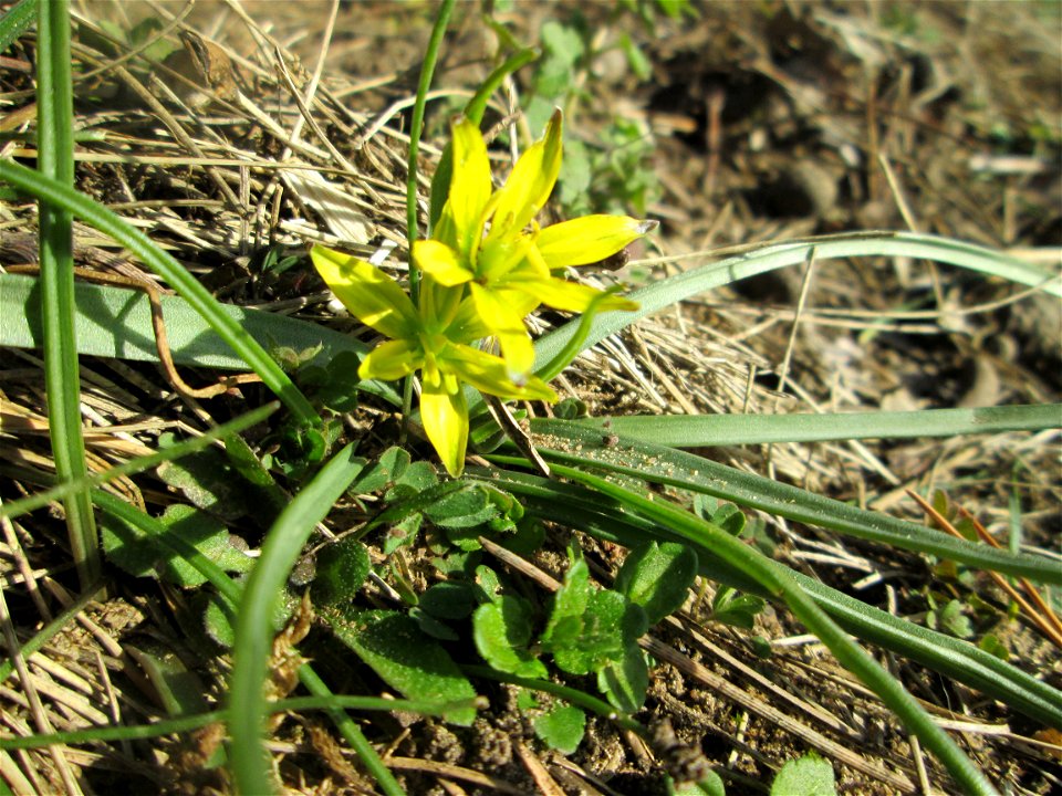Acker-Gelbstern (Gagea villosa) am Dreieichenbuckel im Naturschutzgebiet „Oftersheimer Dünen“
