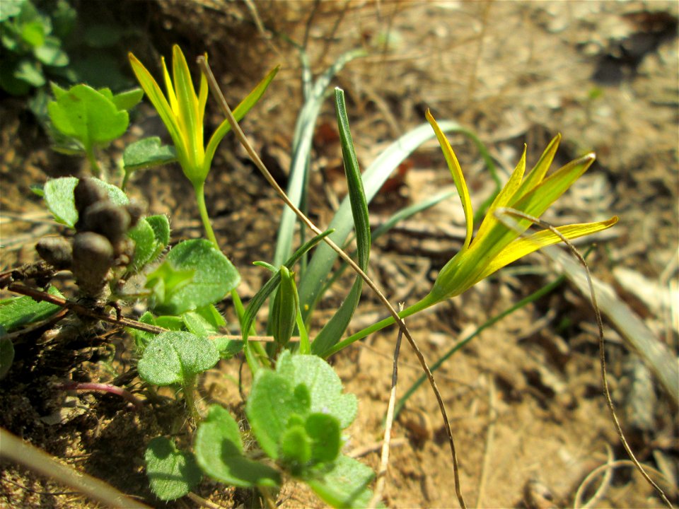 Acker-Gelbstern (Gagea villosa) am Dreieichenbuckel im Naturschutzgebiet „Oftersheimer Dünen“