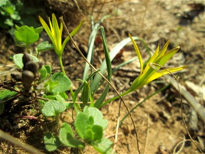 Acker-Gelbstern (Gagea villosa) am Dreieichenbuckel im Naturschutzgebiet „Oftersheimer Dünen“