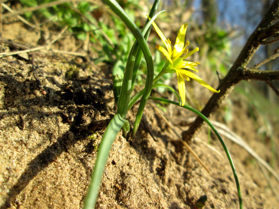 Acker-Gelbstern (Gagea villosa) am Dreieichenbuckel im Naturschutzgebiet „Oftersheimer Dünen“