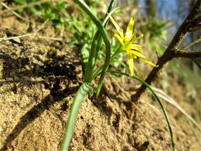 Acker-Gelbstern (Gagea villosa) am Dreieichenbuckel im Naturschutzgebiet „Oftersheimer Dünen“