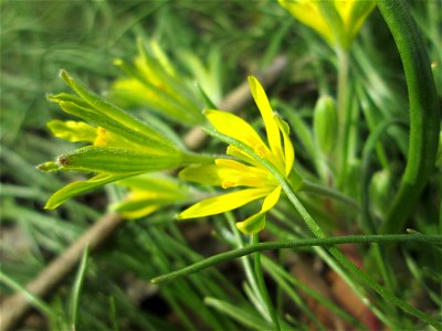 Acker-Gelbstern (Gagea villosa) am Staden in Saarbrücken