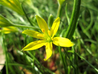 Acker-Gelbstern (Gagea villosa) am Staden in Saarbrücken photo