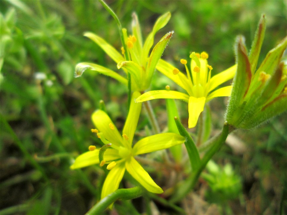 Acker-Gelbstern (Gagea villosa) in Hockenheim - in einem Grünstreifen in einer Maßnahme des Nabu Hockenheim zur Erhaltung der Artenvielfalt durch Wildblumen an Straßen- und Wegrändern