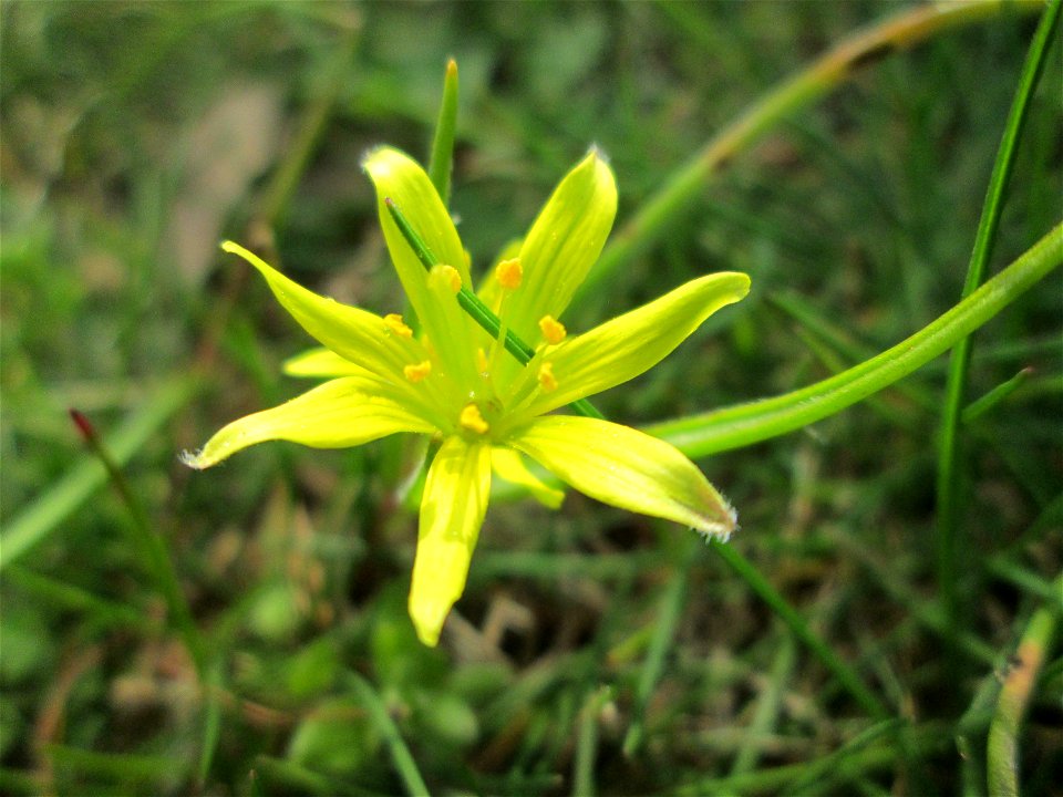 Acker-Gelbstern (Gagea villosa) in Hockenheim - in einem Grünstreifen in einer Maßnahme des Nabu Hockenheim zur Erhaltung der Artenvielfalt durch Wildblumen an Straßen- und Wegrändern