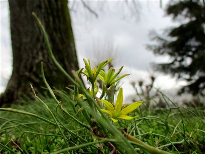 Acker-Gelbstern (Gagea villosa) am Staden in Saarbrücken