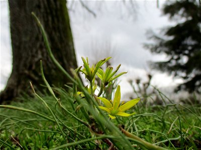 Acker-Gelbstern (Gagea villosa) am Staden in Saarbrücken photo