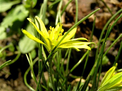 Acker-Gelbstern photo