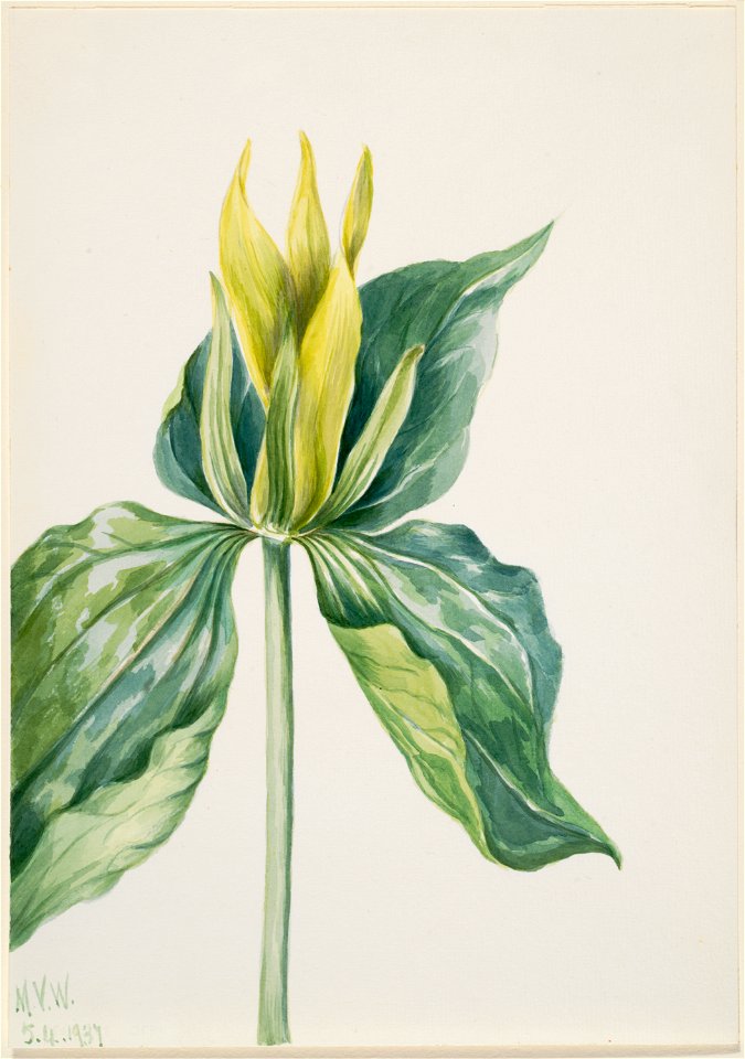Wake-Robin (Trillium underwoodii)