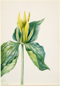 Wake-Robin (Trillium underwoodii)