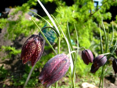 Fritillaria montana; Botanic Garden, Vienna, Austria.
