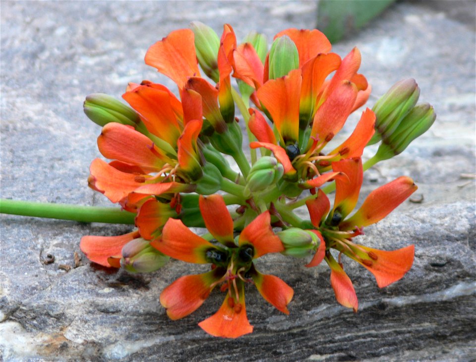 florescence of leontochir ovallei