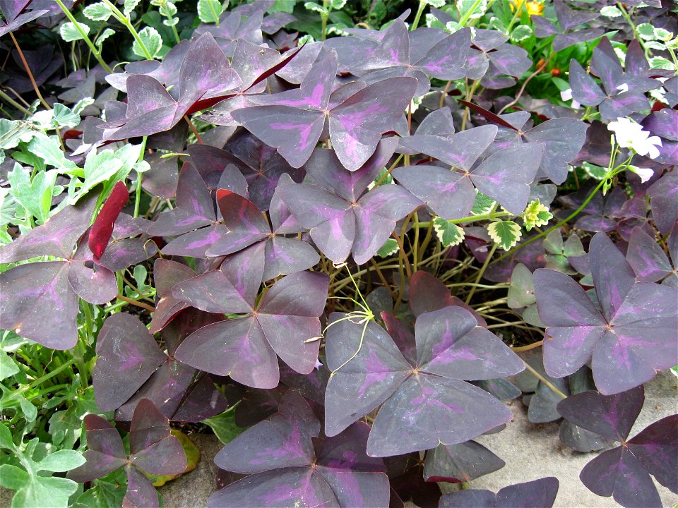 A picture of Oxalis triangularis.