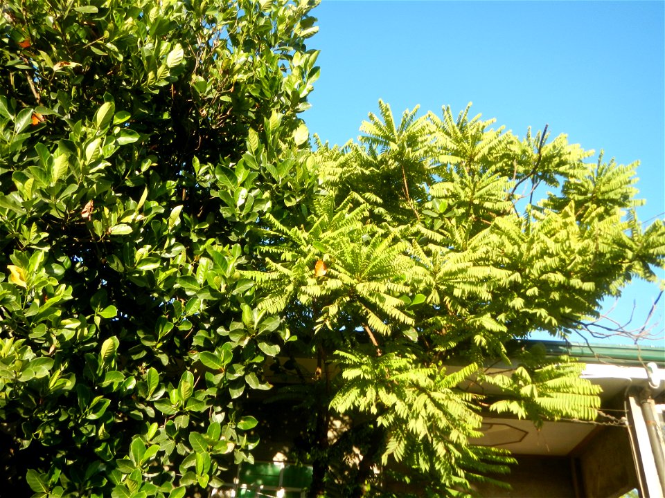 Jackfruits in Bulacan Averrhoa bilimbi Hall and Bisita ni San Agustin Roman Catholic Diocese of Malolos Barangays Tiaong  14°56'37"N 120°53'46"E Baliuag, Bulacan, Bulacan province (accessed from the C