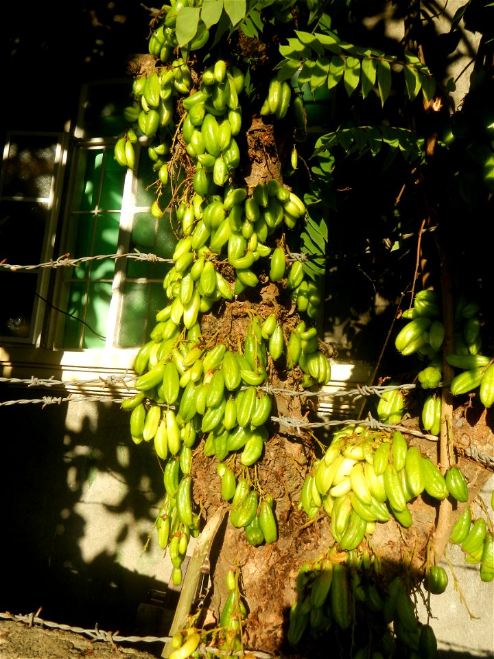 Jackfruits in Bulacan Averrhoa bilimbi Hall and Bisita ni San Agustin Roman Catholic Diocese of Malolos Barangays Tiaong  14°56'37"N 120°53'46"E Baliuag, Bulacan, Bulacan province (accessed from the C