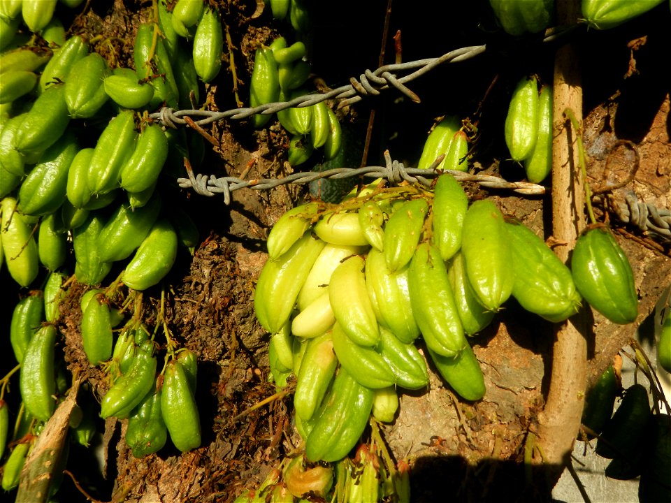 Jackfruits in Bulacan Averrhoa bilimbi Hall and Bisita ni San Agustin Roman Catholic Diocese of Malolos Barangays Tiaong  14°56'37"N 120°53'46"E Baliuag, Bulacan, Bulacan province (accessed from the C
