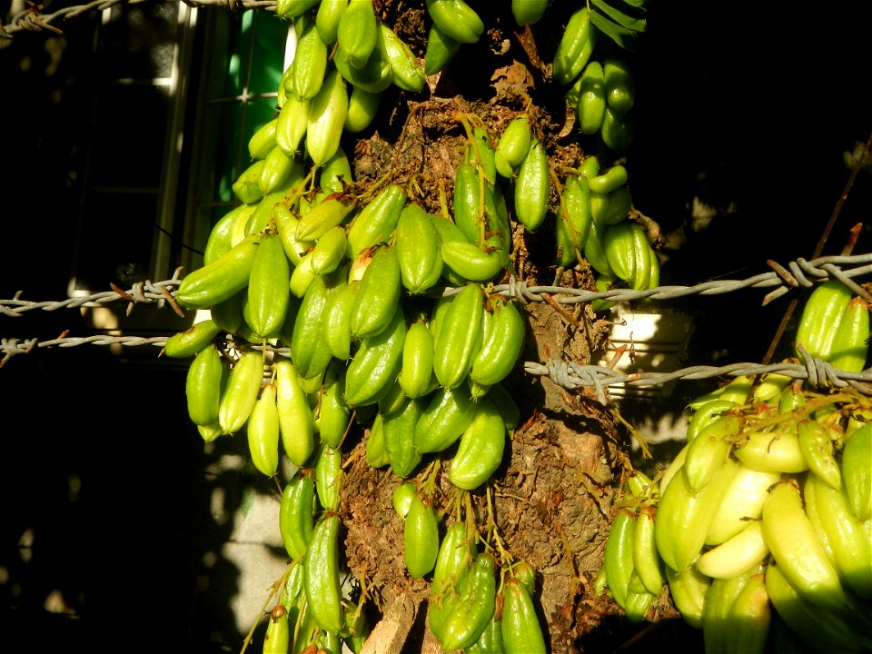 Jackfruits in Bulacan Averrhoa bilimbi Hall and Bisita ni San Agustin Roman Catholic Diocese of Malolos Barangays Tiaong  14°56'37"N 120°53'46"E Baliuag, Bulacan, Bulacan province (accessed from the C
