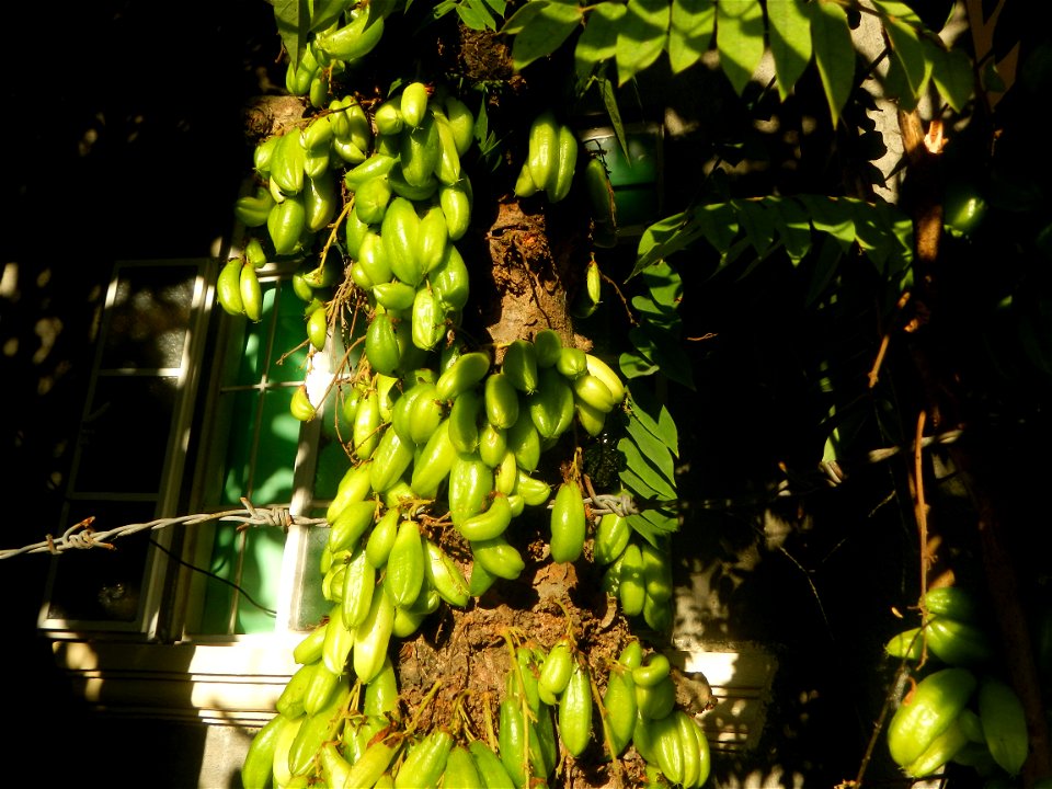 Jackfruits in Bulacan Averrhoa bilimbi Hall and Bisita ni San Agustin Roman Catholic Diocese of Malolos Barangays Tiaong  14°56'37"N 120°53'46"E Baliuag, Bulacan, Bulacan province (accessed from the C