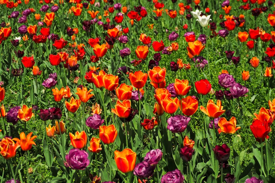 Nature floral tulip