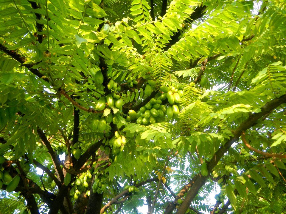 Averrhoa bilimbi in Saint Jude Thaddeus Parish Church (Saint Jude Village, San Agustin, City of San Fernando, Pampanga) Saint Lucy and Saint Mary Streets Solemnly Dedictad January 13, 2013 Barangay Sa