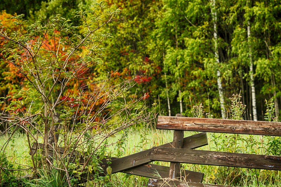 Fall nature fence