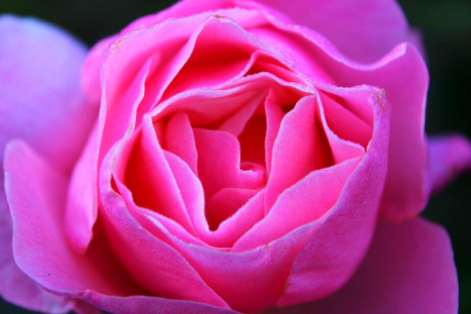 Rose pink the roses bloom