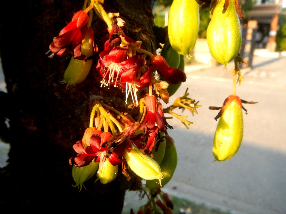 Averrhoa bilimbi in Saint Jude Thaddeus Parish Church (Saint Jude Village, San Agustin, City of San Fernando, Pampanga) Saint Lucy and Saint Mary Streets Solemnly Dedictad January 13, 2013 Barangay Sa