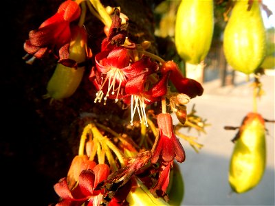 Averrhoa bilimbi in Saint Jude Thaddeus Parish Church (Saint Jude Village, San Agustin, City of San Fernando, Pampanga) Saint Lucy and Saint Mary Streets Solemnly Dedictad January 13, 2013 Barangay Sa