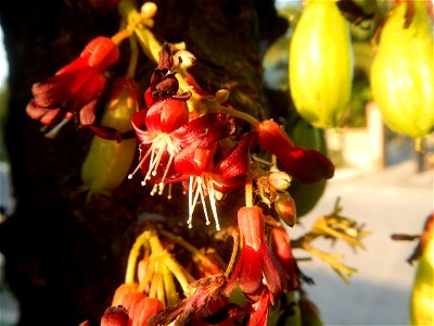 Averrhoa bilimbi in Saint Jude Thaddeus Parish Church (Saint Jude Village, San Agustin, City of San Fernando, Pampanga) Saint Lucy and Saint Mary Streets Solemnly Dedictad January 13, 2013 Barangay Sa