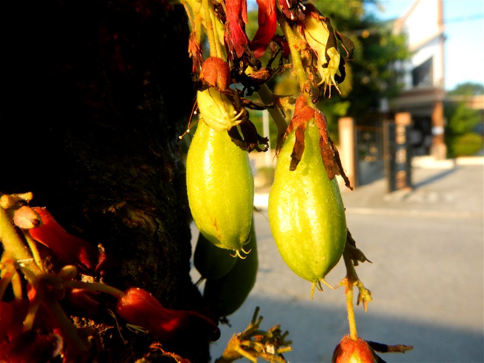 Averrhoa bilimbi in Saint Jude Thaddeus Parish Church (Saint Jude Village, San Agustin, City of San Fernando, Pampanga) Saint Lucy and Saint Mary Streets Solemnly Dedictad January 13, 2013 Barangay Sa
