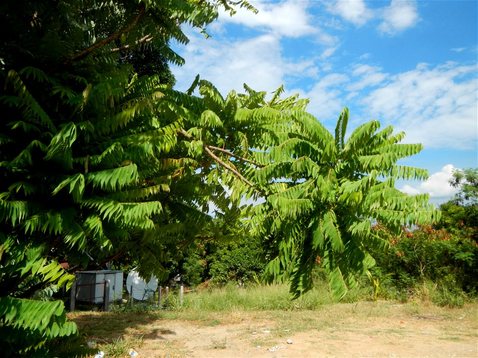 Holy Trinity Parish Church (New Cabalan, Olongapo City) of the Roman Catholic Diocese of Iba in Barangay New Cabalan beside Old Cabalan, Olongapo City Averrhoa bilimbi (along Gapan-San Fernando-Olonga