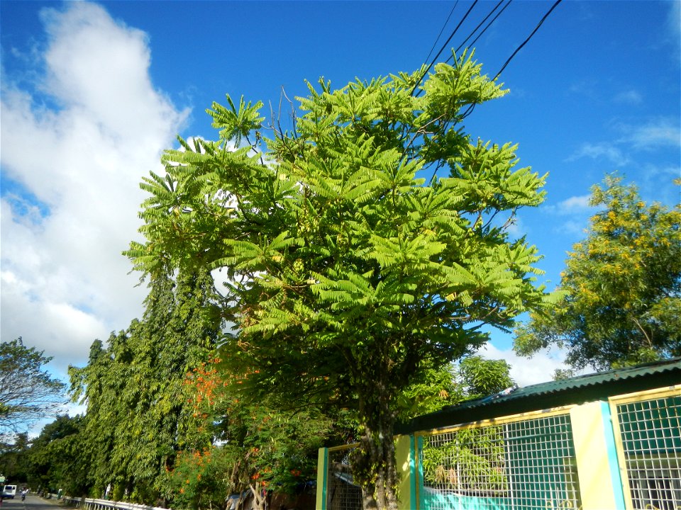 Averrhoa bilimbi Kamias fruits flowers trees "cucumber tree" and "tree sorrel", along Cambaog Bridge (Talampas, Bustos, Bulacan) General Alejo Santos Highway 14°55'55"N   120°54'25"E Barangays San Ped