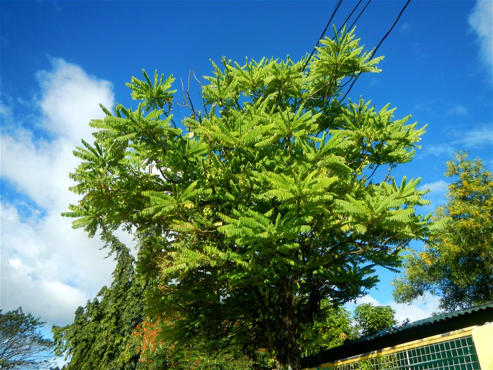 Averrhoa bilimbi Kamias fruits flowers trees "cucumber tree" and "tree sorrel", along Cambaog Bridge (Talampas, Bustos, Bulacan) General Alejo Santos Highway 14°55'55"N   120°54'25"E Barangays San Ped