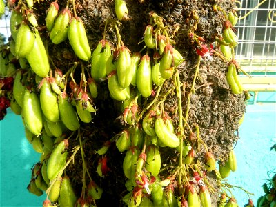 Averrhoa bilimbi Kamias fruits flowers trees "cucumber tree" and "tree sorrel", along Cambaog Bridge (Talampas, Bustos, Bulacan) General Alejo Santos Highway 14°55'55"N   120°54'25"E Barangays San Ped