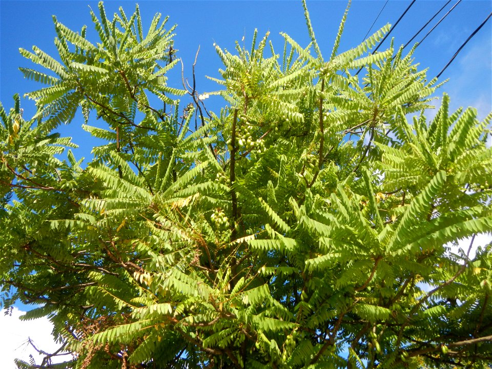 Averrhoa bilimbi Kamias fruits flowers trees "cucumber tree" and "tree sorrel", along Cambaog Bridge (Talampas, Bustos, Bulacan) General Alejo Santos Highway 14°55'55"N   120°54'25"E Barangays San Ped