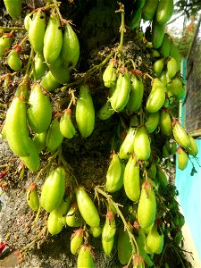 Averrhoa bilimbi Kamias fruits flowers trees "cucumber tree" and "tree sorrel", along Cambaog Bridge (Talampas, Bustos, Bulacan) General Alejo Santos Highway 14°55'55"N   120°54'25"E Barangays San Ped