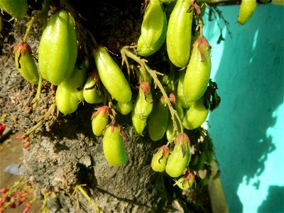 Averrhoa bilimbi Kamias fruits flowers trees "cucumber tree" and "tree sorrel", along Cambaog Bridge (Talampas, Bustos, Bulacan) General Alejo Santos Highway 14°55'55"N   120°54'25"E Barangays San Ped