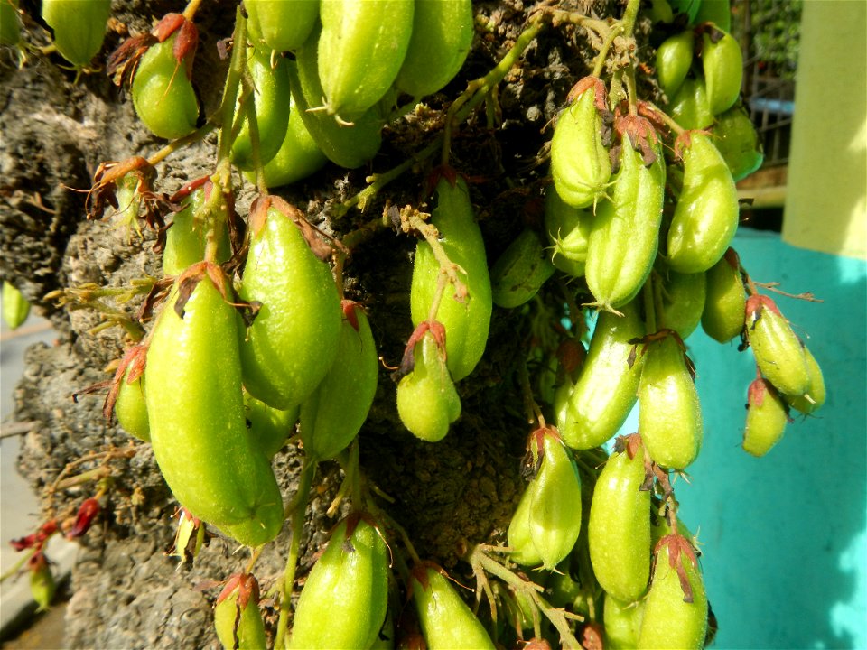 Averrhoa bilimbi Kamias fruits flowers trees "cucumber tree" and "tree sorrel", along Cambaog Bridge (Talampas, Bustos, Bulacan) General Alejo Santos Highway 14°55'55"N   120°54'25"E Barangays San Ped