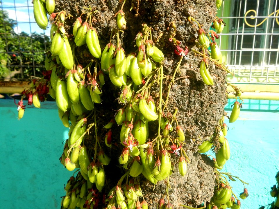 Averrhoa bilimbi Kamias fruits flowers trees "cucumber tree" and "tree sorrel", along Cambaog Bridge (Talampas, Bustos, Bulacan) General Alejo Santos Highway 14°55'55"N   120°54'25"E Barangays San Ped