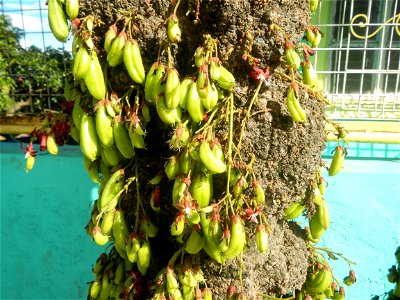 Averrhoa bilimbi Kamias fruits flowers trees "cucumber tree" and "tree sorrel", along Cambaog Bridge (Talampas, Bustos, Bulacan) General Alejo Santos Highway 14°55'55"N   120°54'25"E Barangays San Ped