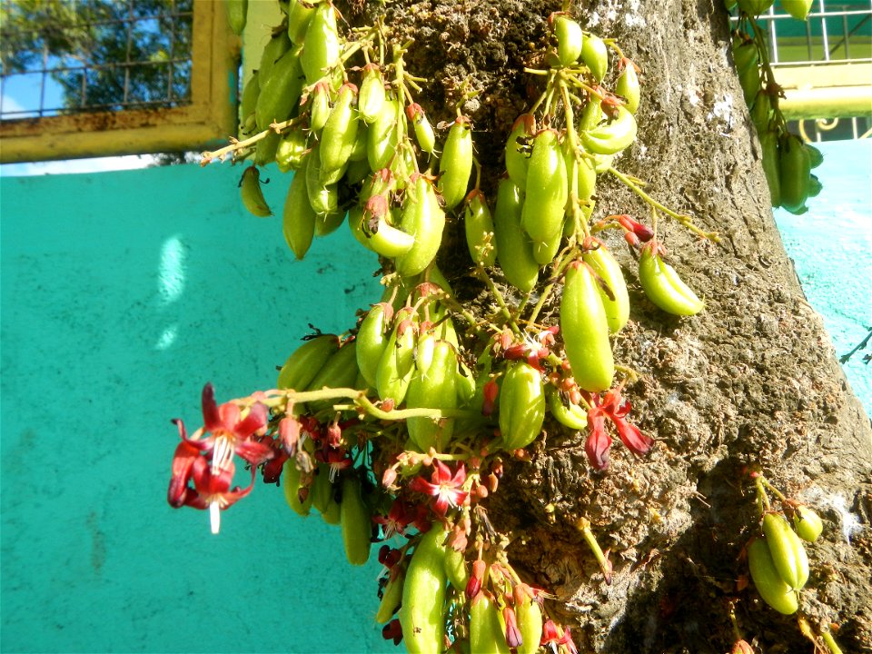 Averrhoa bilimbi Kamias fruits flowers trees "cucumber tree" and "tree sorrel", along Cambaog Bridge (Talampas, Bustos, Bulacan) General Alejo Santos Highway 14°55'55"N   120°54'25"E Barangays San Ped