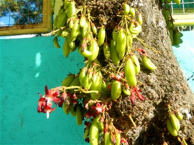 Averrhoa bilimbi Kamias fruits flowers trees "cucumber tree" and "tree sorrel", along Cambaog Bridge (Talampas, Bustos, Bulacan) General Alejo Santos Highway 14°55'55"N   120°54'25"E Barangays San Ped