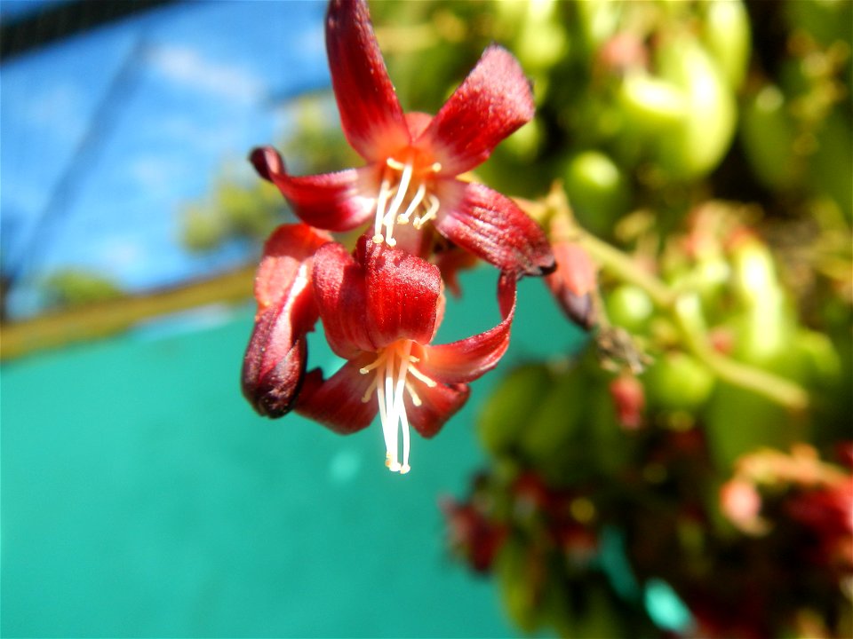 Averrhoa bilimbi Kamias fruits flowers trees "cucumber tree" and "tree sorrel", along Cambaog Bridge (Talampas, Bustos, Bulacan) General Alejo Santos Highway 14°55'55"N   120°54'25"E Barangays San Ped